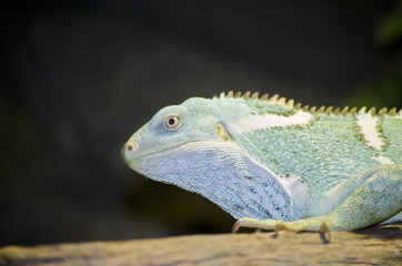 green iguana