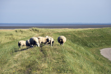 Sheep Mando Dike Denmark