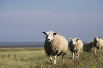 Fototapeta premium Sheep walking on dike