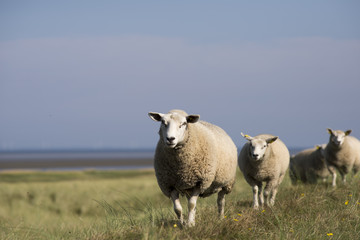 Sheep walking on dike