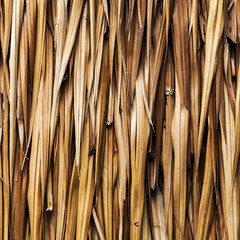 Brown Withered grass for background and texture