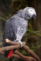 perroquet jaco - gris du gabon