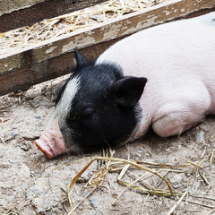 Miniature pig sleep on ground in nature