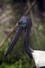blue necked stork
