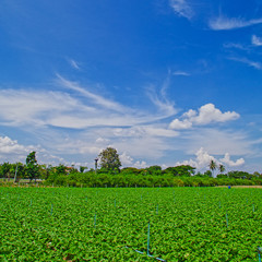 Fototapeta na wymiar Vegetable garden in thailand on blue sky