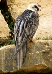  Le Gypaète barbu
