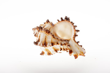 Seashell