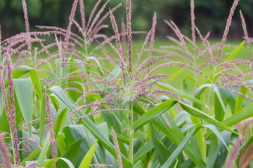 Corn flower in the garden