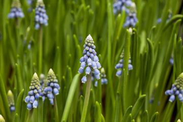 colorful tulip  flower and leaf in nature