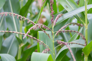 Corn flower in the garden