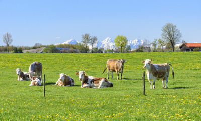 Kuhherde auf einer bl&uuml;henden Fr&uuml;hlingswiese am Alpenrand