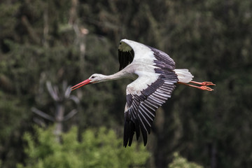 Weißstorch im Flug - Ciconia ciconia