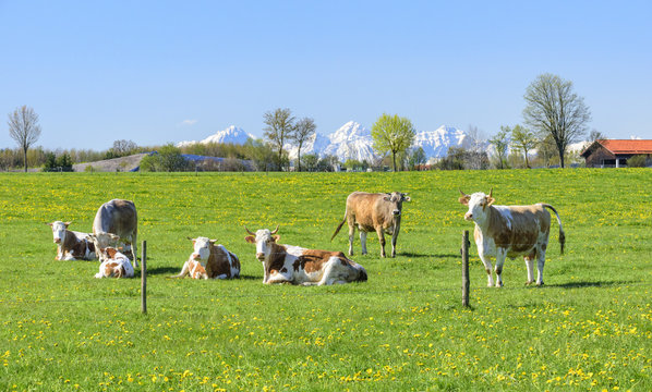 Kuhherde auf einer blühenden Frühlingswiese am Alpenrand