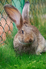 the gray rabbit