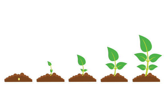 The phases of plant growth