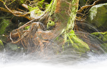 Ruscello nel bosco