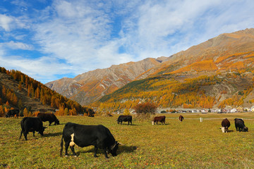 Alpine cows feeding in mountain meadow