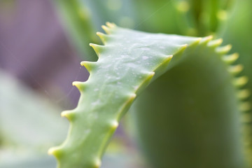 Closeup image of small thorns of an aloe vera leaf.