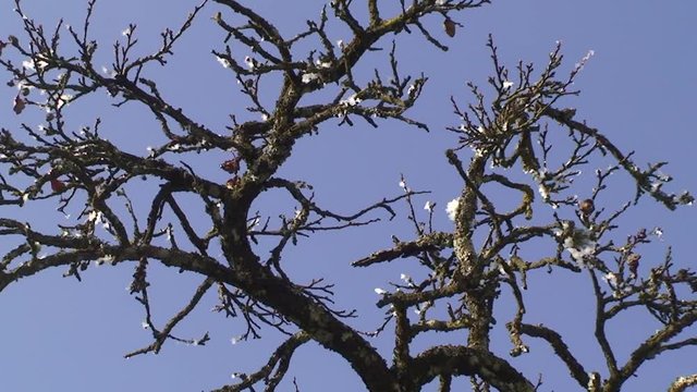 Im Geäst eines kahlen Birnbaumes hängen kleine Eis- und Schneereste wie kleine Wattebäuschchen (horizontaler Kameraschwenk)