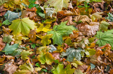 Autumnal background of colored maple leaves