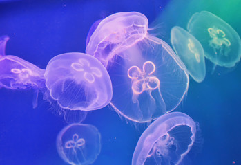 Морские медузы - Ушастая аурелия плавают в аквариуме.