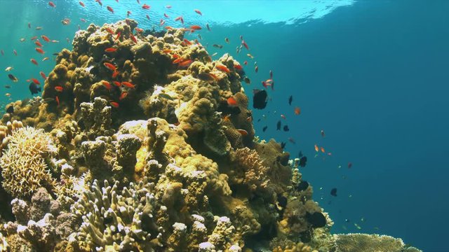Colorful coral reef with Anthias and Damselfishes. 4k footage
