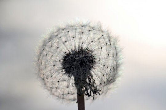 Dandelion against sunset sky. Piece, Stillness, mindfulness, wishing, tenderness concept. Background, wallpaper, copy space image or text.