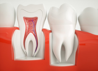 Anatomy of healthy teeth - 3d rendering