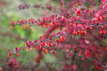 Barberry (Berberis vulgaris) branch fresh ripe berries natural green background Berberis thunbergii (Latin Berberis Coronita) Barberry berries fruits bush colorful floral autumn season shallow focus 
