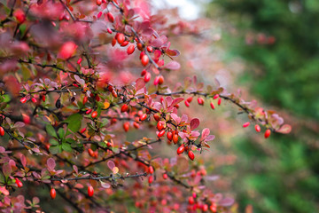 Barberry (Berberis vulgaris) branch fresh ripe berries natural green background Berberis thunbergii (Latin Berberis Coronita) Barberry berries fruits bush colorful floral autumn season shallow focus 