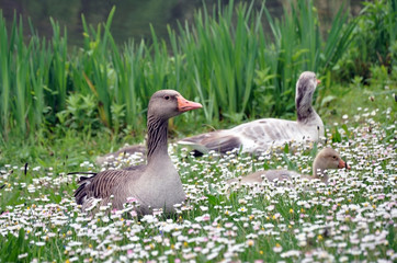 Grey geese sitting in the grass with daisies.