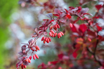 Barberry (Berberis vulgaris) branch fresh ripe berries natural green background Berberis thunbergii (Latin Berberis Coronita) Barberry berries fruits bush colorful floral autumn season shallow focus 