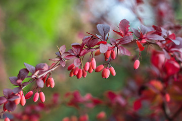 Barberry (Berberis vulgaris) branch fresh ripe berries natural green background Berberis thunbergii...