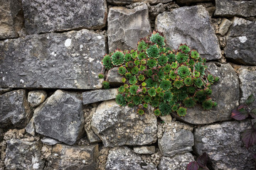 Sempervivum tectorum, common houseleek growing on the stone wall