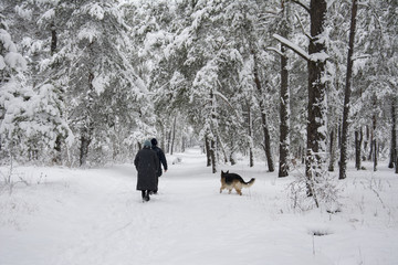 In winter, the snow-covered forest along the path followed by pe