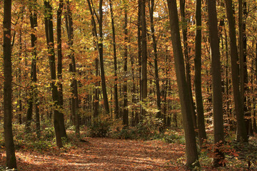 Fototapeta premium autumn landscape