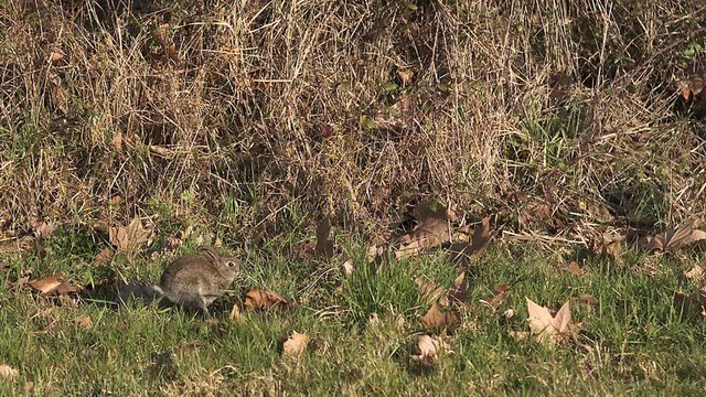 European Rabbit or Wild Rabbit, oryctolagus cuniculus, Young running through Meadow, Slow Motion