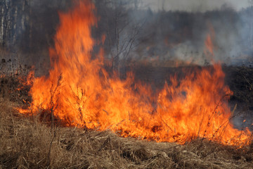 Пожар. wildfire