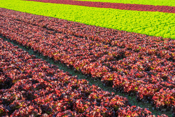 Freilandanbau Reihen von Salatpflanzen Eichblatt vor der Ernte - Outdoor cultivation Rows of lettuce plants before harvest