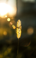 Weed glowing gold in sunset