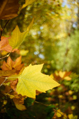 Colorful leaves in autumn forest.  Riopar,Spain