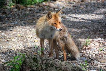 Young red fox