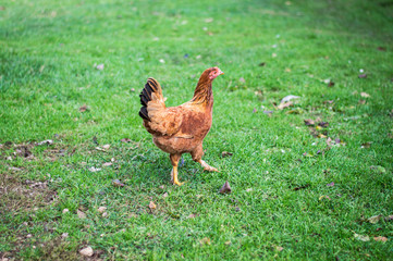 hen 