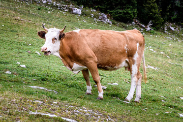 Fototapeta na wymiar Free range cattle cow on high mountain green pasture.