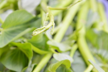 close up of water spinach fresh vegetable