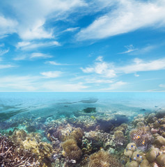 Underwater coral reef seabed view with blue sky clouds