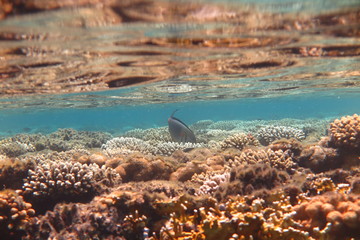 Vita marina © androse