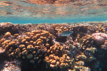 Vita marina