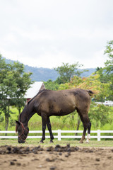 horse stand in the field with country home in background