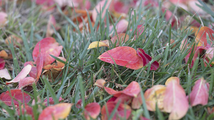 colorful leaves in autumn like a carpet on the lawn